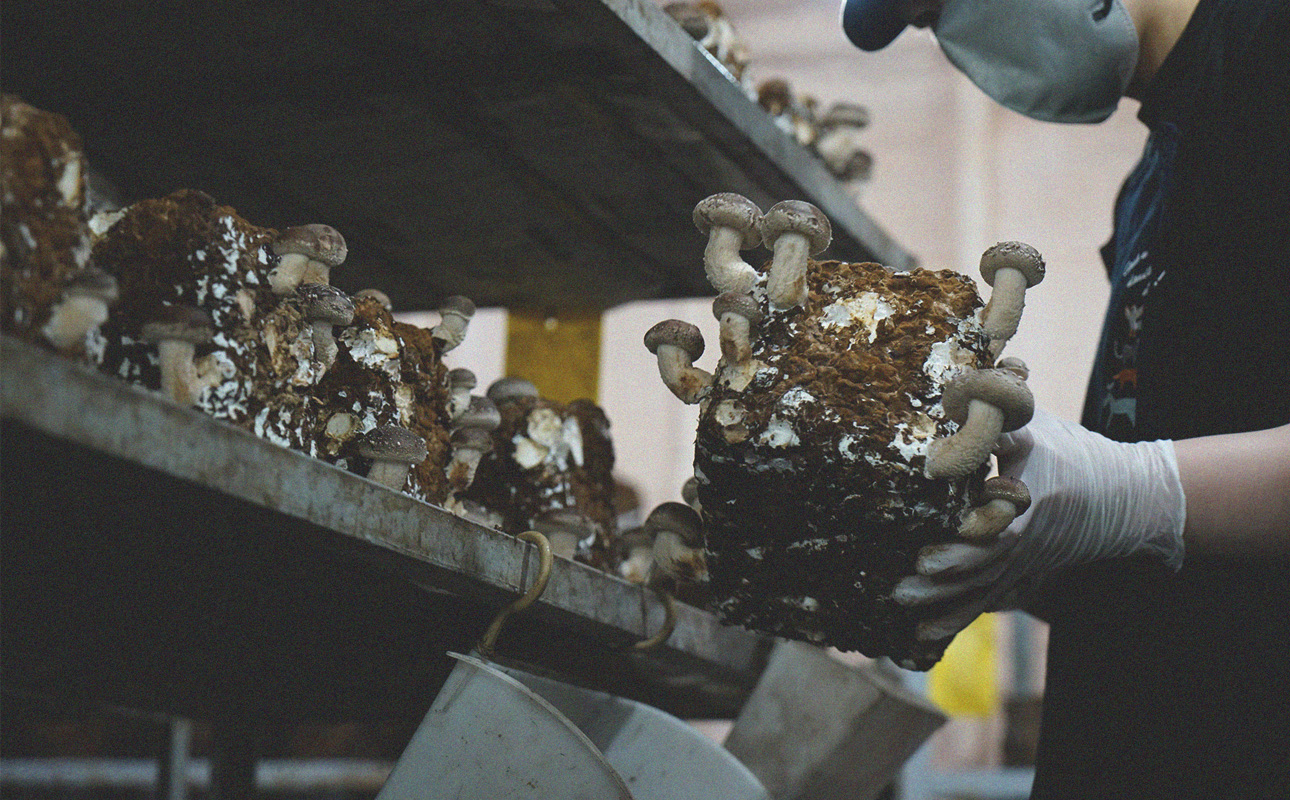 四日市認定地場特産品【泗水十貨店（しすいじっかてん）】ゴロゴロ椎茸入りあおさのり佃煮（180ｇ×２瓶）手提げ袋付き