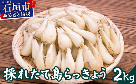 ≪2026年2月下旬～5月下旬発送≫採れたて島らっきょう 2㎏【 沖縄県 石垣市 野菜 らっきょう 島らっきょう おつまみ 採れたて 料理 漬物 天ぷら おかぴ農園 産地直送 】OK-03