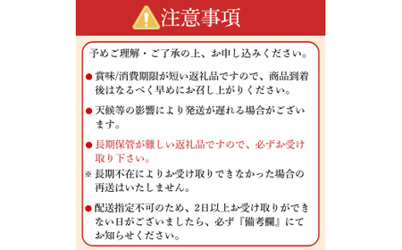 【先行予約】オーガニック パープルアスパラガス  2L 1kg アスパラガス