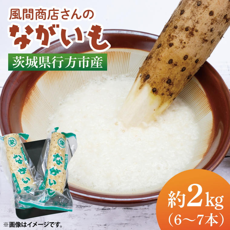 風間商店さんのながいも 約2kg(6～7本)｜ながいも いも 芋 長芋 野菜 やさい 人気 美容 健康 腸活 味噌汁 天ぷら 茨城県 行方市 行方市産(HO-1)