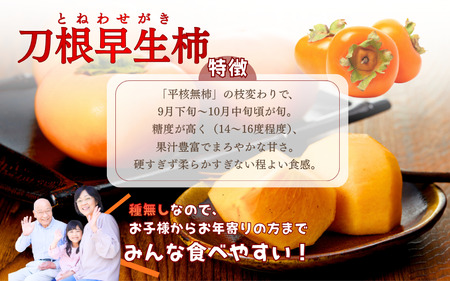 柿 採れたてタネなし柿“Lサイズ”約7.5kg【2026年10月中旬～10月下旬頃発送予定】【ART17】【G016-art001A】