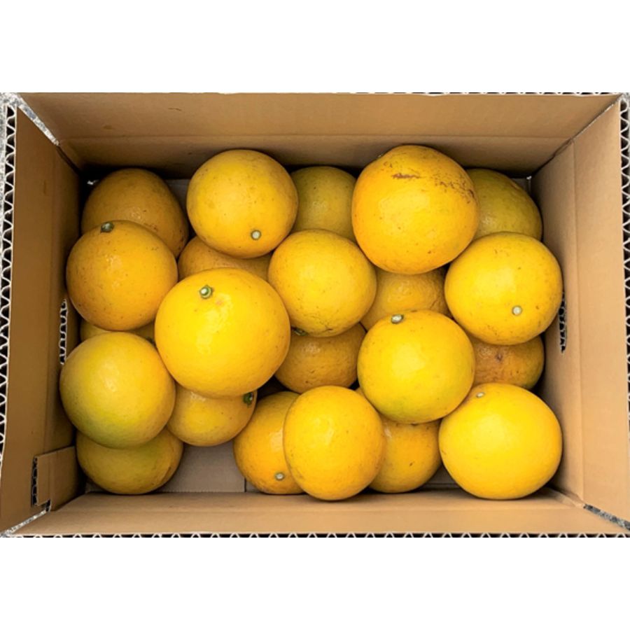 宮崎県産　恋する日向夏（3kg：段ボール入り）