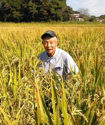 こしひかり コシヒカリ 米 お米 白米 特別栽培米