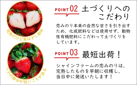 【期間限定発送】 いちご 恋みのり 2パック（500g以上） 2Lサイズ以上 シャインファームから直送 [吉岡青果 長崎県 雲仙市 item1500] イチゴ 苺 果物 くだもの フルーツ 数量限定 