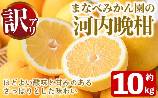
                  ＜先行予約受付中！2027年3月中旬以降順次発送予定＞訳あり！まなべみかん園の河内晩柑(約10kg) 国産 鹿児島県産 阿久根市産 柑橘類 かんきつ 晩柑 果物 フルーツ 期間限定 数量限定 デザート 訳アリ かわちばんかん 【有限会社まなべみかん園】akn034-09
                
