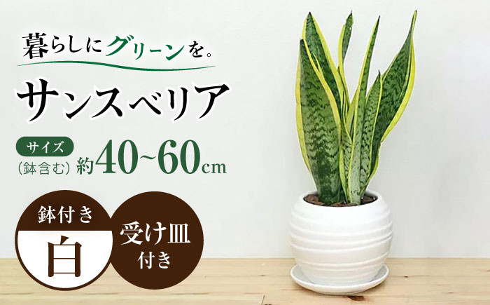 
観葉植物 サンスベリア ボール型 陶器鉢 白 / 観葉 植物 インテリア おしゃれ / 大村市 /琴花園[ACYK025]
