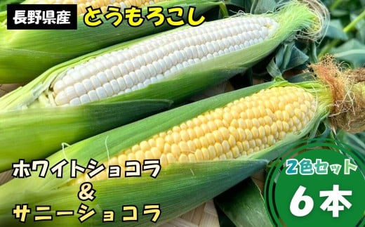 とうもろこし 2色 セット 6本 入り ホワイトショコラ サニーショコラ | 農家直送 トウモロコシ 甘い 野菜 ジューシー みずみずしい 生食 茹で 焼き 栄養 おやつ 長野県 南信州 飯田市