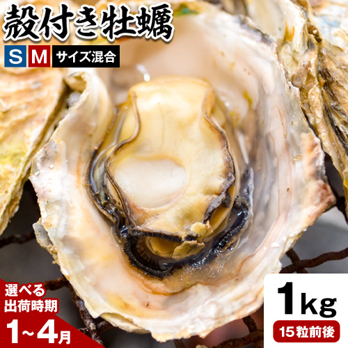 笠岡産 (瀬戸内海産) 殻付き牡蠣 (加熱用) S・Mサイズ混合 1kg 15粒前後《出荷時期が選べる》1月 2月 3月 4月 岡山県 笠岡市 かき カキ 牡蠣 生牡蠣 瀬戸内海産 殻付き