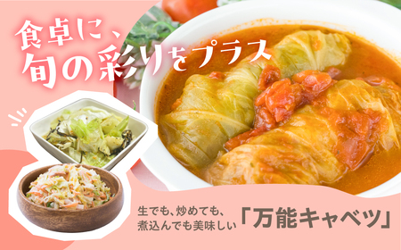 春キャベツ 2玉 旬 野菜 甘い 春キャベツ