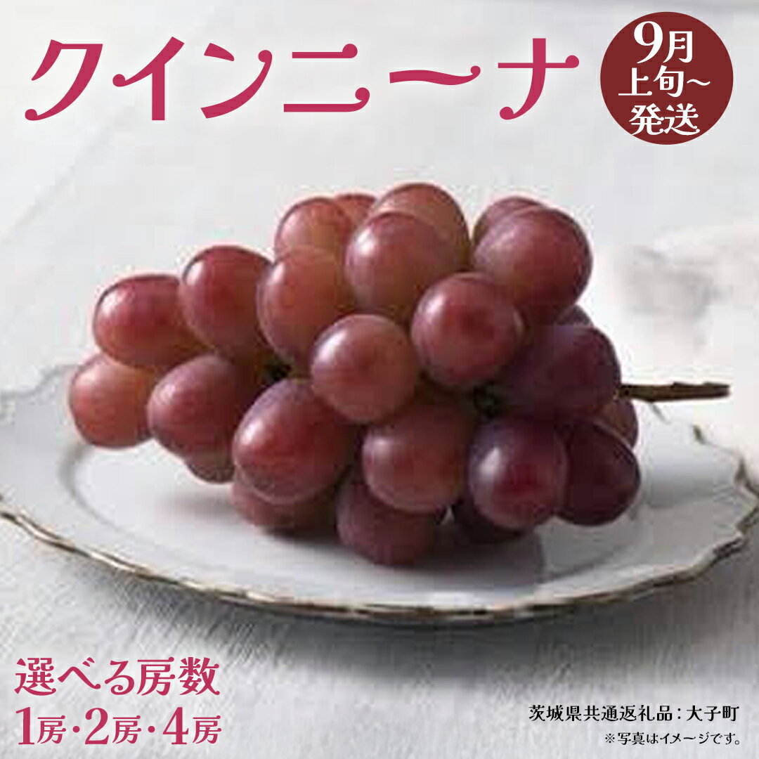 【ふるさと納税】《 選べる 房数 》クインニーナ 1房 / 2房 / 4房 【2026年9月上旬発送開始】(茨城県共通返礼品：大子町) ぶどう 葡萄 ブドウ 果物 フルーツ 果実