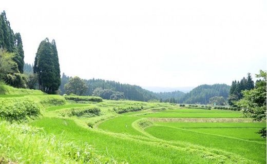 【予約受付】【12ヶ月定期便】令和8年産・新米 きよら米 3kg 予約 令和8年産 新米 南小国産 白米 玄米 食べ比べ 12ヶ月 定期便 あきげしき 精米 米 お米 玄米対応可能 ご飯 ごはん 無農