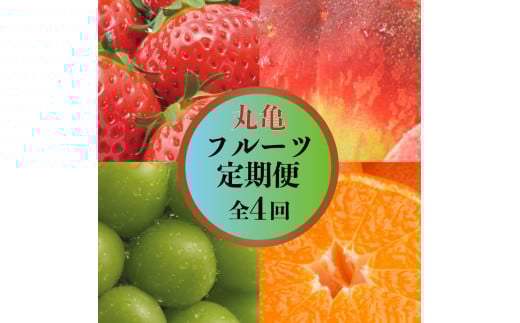 【甘くてジューシー！】 丸亀の人気フルーツ定期便 全4回 いちご 桃 シャインマスカット みかん さぬきひめ 金時紅みかん 香川県 丸亀市
