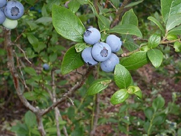 【2024年6月下旬～発送／先行受付】＜生産者直送＞新鮮朝取り　大粒生ブルーベリー 1.5kg