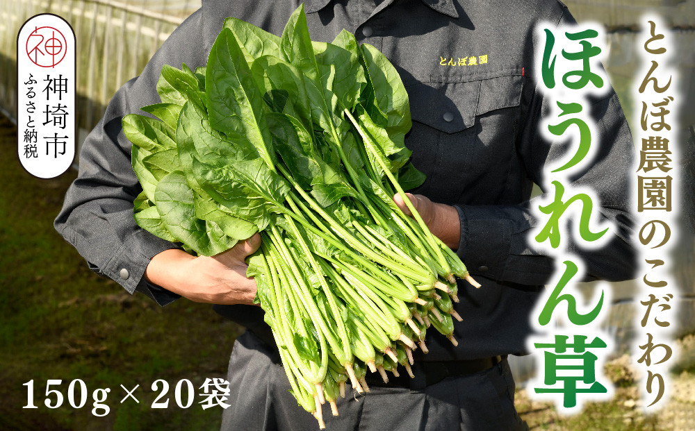 
ほうれん草 約3kg（150g x 20袋）【ハウス栽培 産地直送 クール便 佐賀県脊振山麓産】(H091115)
