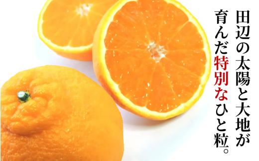 紀州田辺の 不知火 5kg（2026年3月頃から順次発送予定） / デコポン でこぽん 柑橘 和歌山 みかんランキング 果物 くだもの フルーツ 柑橘 産地直送 国産 和歌山 【tcs017-1】