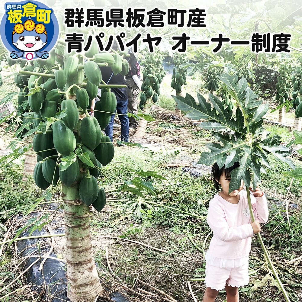 【ふるさと納税】群馬県板倉町産 青パパイヤ オーナー制度