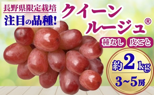 【2026年先行予約】クイーンルージュ® 約2kg(3~5房)｜ 果物 フルーツ 赤ぶどう 葡萄 ブドウ 種無し 種なし 皮ごと 千曲市 長野県 信州