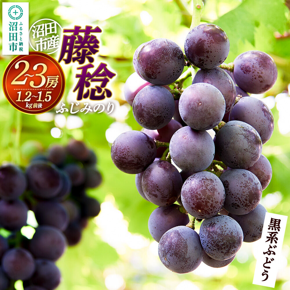 【ふるさと納税】沼田市産 ぶどう 藤稔 2〜3房（約1.2kg〜1.5kg）まるいぶどう園 [葡萄 ぶどう ブドウ]