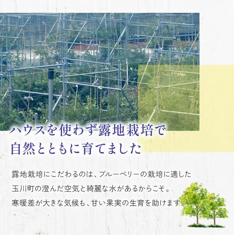 森のともだち農園 冷凍ブルーベリー 1kg