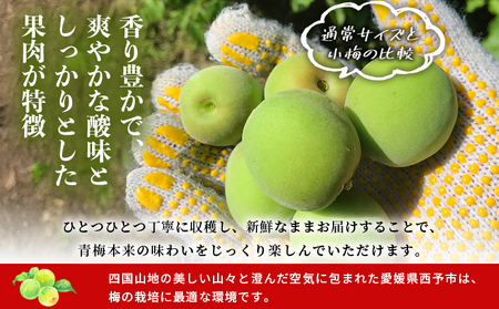 ＜愛媛県西予市産 青梅 約5kg＞ うめ ウメ あおうめ アオウメ 梅干し 梅ジュース 梅ジャム 梅シロップ 梅酒 手作り 家庭用 ご自宅用 えひめ活き生きファーマーズ 愛媛県 西予市【常温】『202