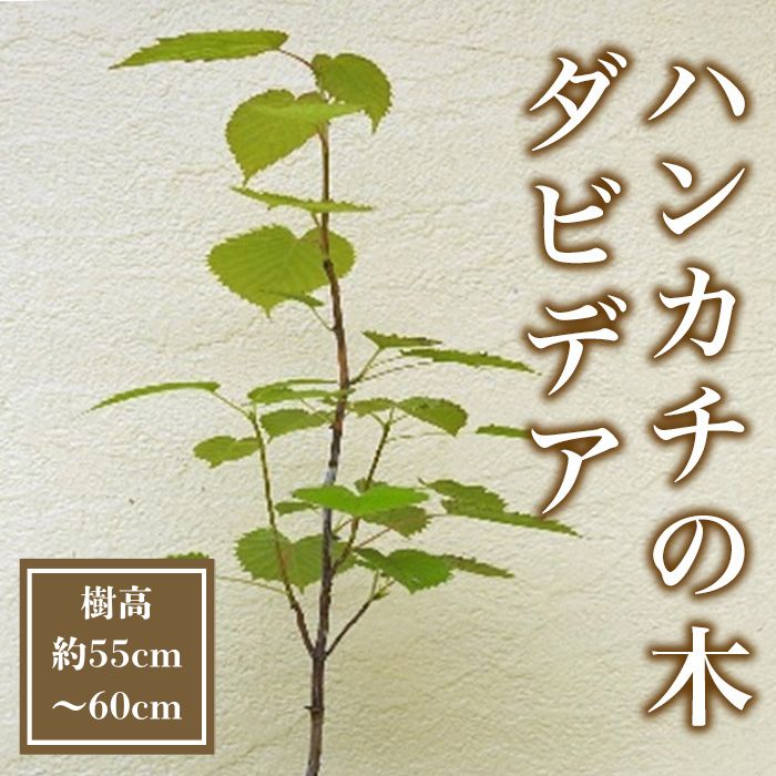 【ふるさと納税】幸せのハンカチの木 ダビデア 樹高55cm～60cm（実生苗）