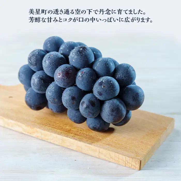 岡山県井原市美星町産 ニューピオーネ 2kg箱（3～5房入り） ご家庭用【2026年8月下旬～9月下旬発送予定】