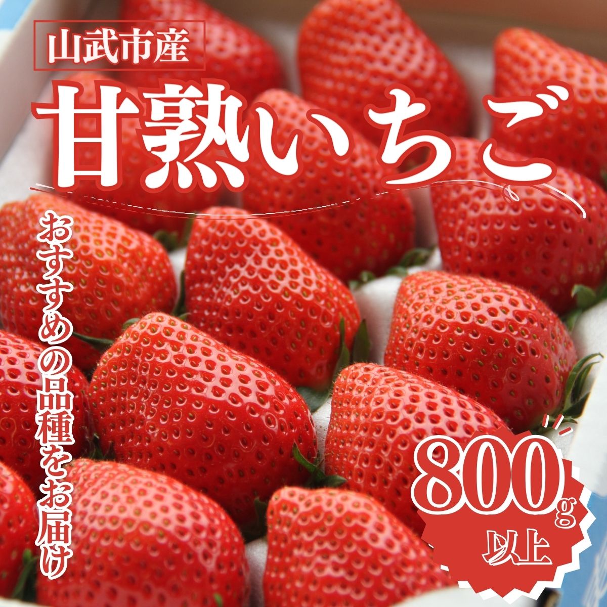 【ふるさと納税】選べる配送月 山武市産 甘熟いちご 800g以上 おすすめの品種をお届け ／ふるさと納税 いちご イチゴ 苺 果物 くだもの フルーツ 旬のくだもの 季節のフルーツ 千葉県 山武市 SMB001