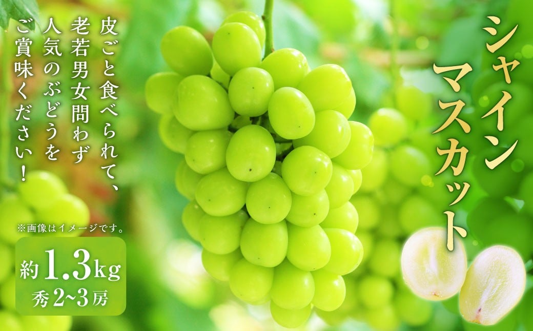
                  山形おきたま産シャインマスカット（秀） 2～3房 （約1.3kg） シャインマスカット マスカット 葡萄 フルーツ 果物 果実 冷蔵 山形県 白鷹町 【2026年9月下旬～10月上旬順次発送予定】
                