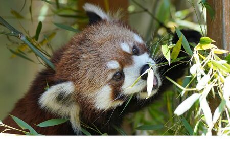 富士サファリパーク入園券 【大人1枚】 サファリパーク 動物園 動物 餌やり えさやり ふれあい 子供 こども 家族 お出かけ スポット 裾野市 裾野