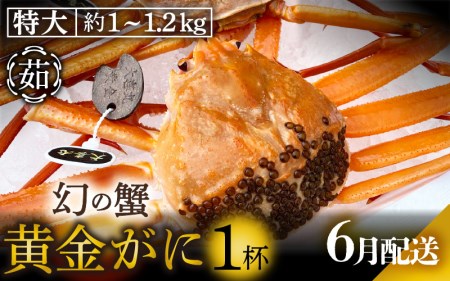黄金ガニ（特大サイズ） × 1杯 「ズワイガニと紅ズワイガニのあいのこ」幻のカニを浜茹ででお届け！【6月発送分】【黄金がに カニ 姿 ボイル 冷蔵 福井県】希望日指定可 備考欄に希望日をご記入ください