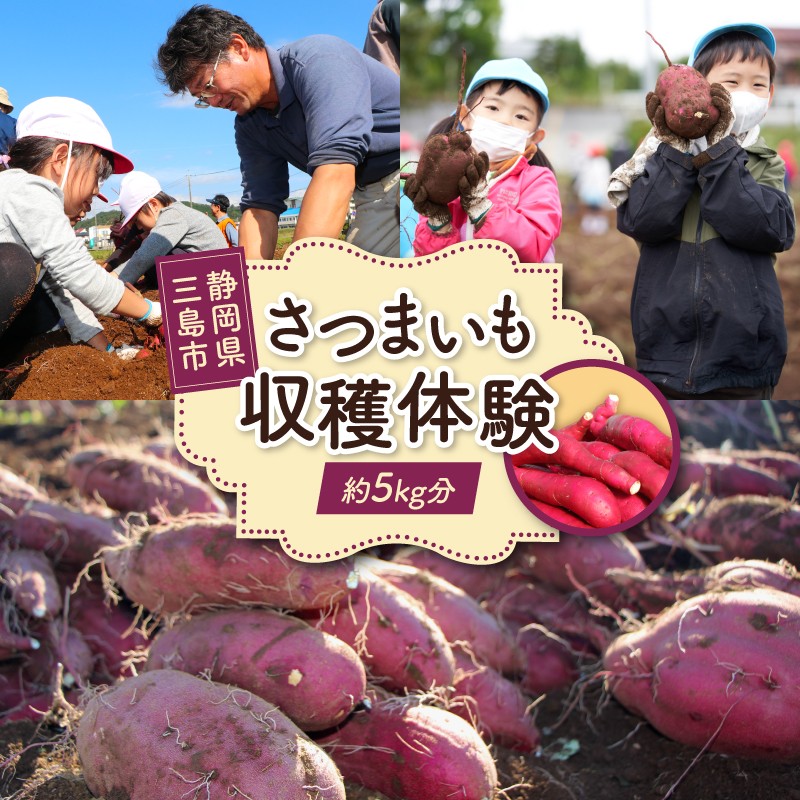 
                  収穫体験 さつまいも 約5kg分 サツマイモ 掘り 収穫 体験 野菜 農業体験 レジャー ファミリー 農作物 静岡 三島 
                