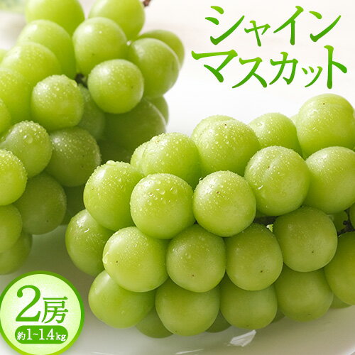 【ふるさと納税】紀州和歌山産 シャインマスカット 2房 魚鶴商店《8月上旬-9月末出荷》マスカット 和歌山県 日高川町 贈り物 ギフト ぶどう シャインマスカット