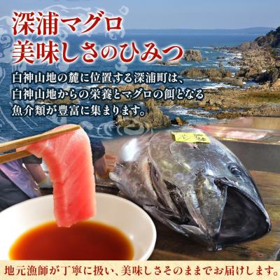 ふるさと納税 深浦町 青森県深浦産天然本マグロ(赤身1柵)【No.5296-0209】 |  | 02