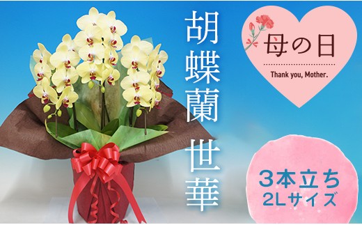 
                  【母の日ギフト】胡蝶蘭 世華 3本立ち 2Lサイズ こちょうらん コチョウラン 母の日 お花 贈り物 プレゼント ギフト フラワーギフト F21E-553
                