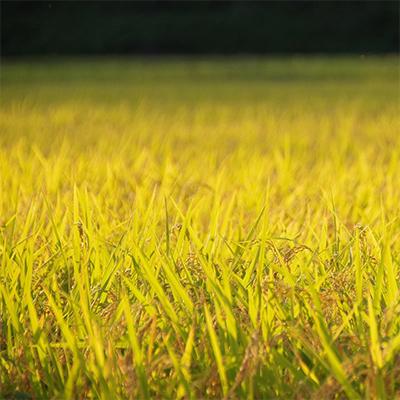ふるさと納税 魚沼市 令和7年産【魚沼コシヒカリ】鳥屋ヶ峰山麓米 9kg (精米3kg×3袋) |  | 03