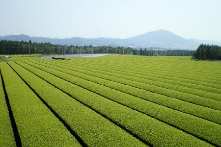 005-10 知覧深蒸し茶 かいもんみどり3本セット