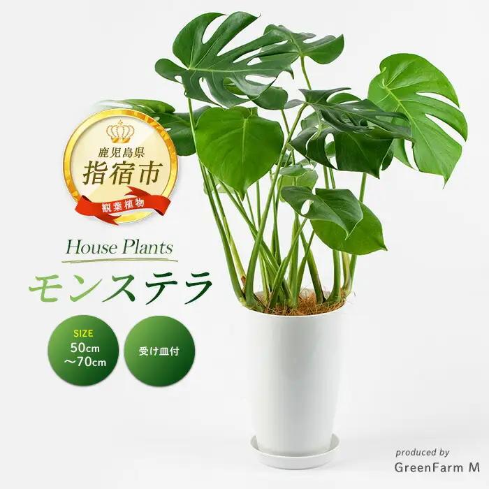 【観葉植物】モンステラ50cm～70cm Green Farm M IB075-011 観葉植物 ※北海道・沖縄・離島配送不可