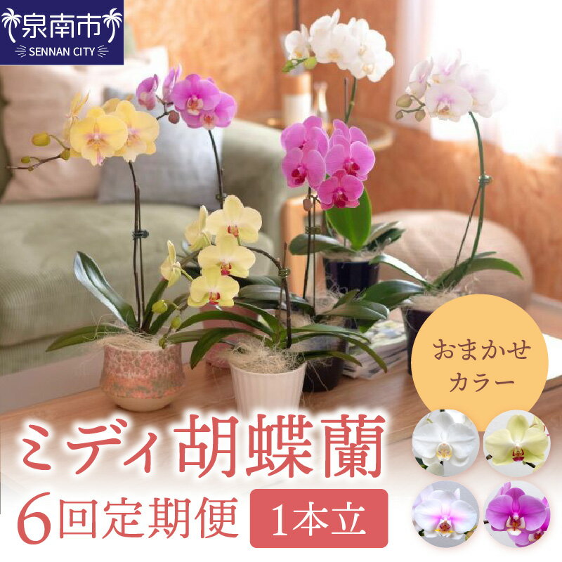 【ふるさと納税】ミディ胡蝶蘭 1本立 1年間 6回定期便【配送不可地域：北海道・沖縄・離島】