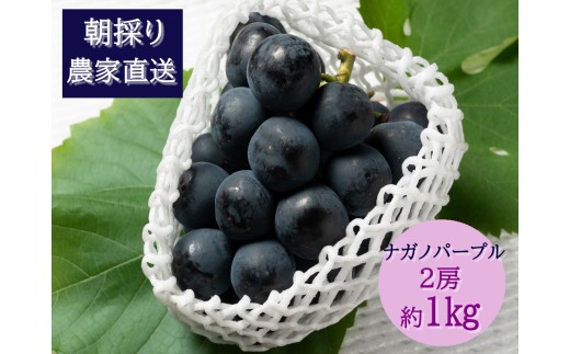 【2026年発送分先行予約】ナガノパープル　2房（約1kg）　8月下旬発送　広島　農家直送・新鮮朝採り　【配送不可：離島】【※お届け日指定不可】