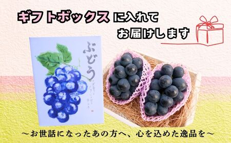 【先行予約】[令和7年産]飯山市産 ナガノパープル2房（約900g以上）(7-A31)