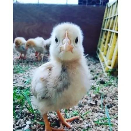 ファームモチツモタレツの平飼い自然有精卵60個_卵・乳製品 卵  たまご タマゴ 玉子_【配送不可地域：離島】【1206336】