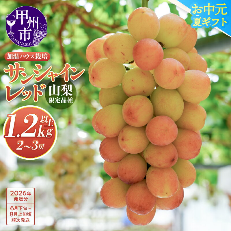 【ふるさと納税】 サンシャインレッド 2026年 先行予約 1.2kg以上 6月 7月 8月 発送 2〜3房 山梨県限定 希少 新鮮 産地直送 フルーツ ぶどう 葡萄 くだもの 皮ごと 種なし クール便 冷蔵 ギフト お中元 甲州市 シャインマスカット × サニードルチェ 【F-111】 （MS）