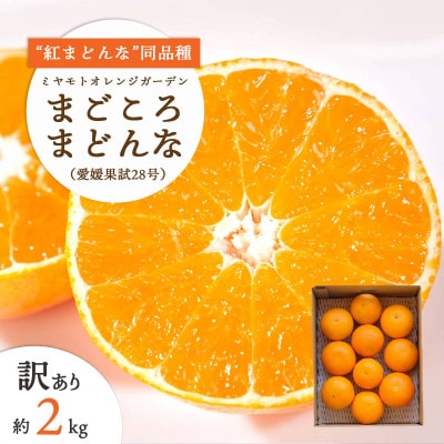 【2025年11月より順次発送】【訳あり】紅まどんなと同品種!愛果28号 2kg【C25−179】【1606309】