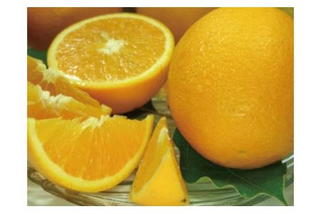 バレンシアオレンジ[約7kg]湯浅町田村産春みかん春かんきつ(無選別・果実サイズ混合)　※2026年6月中旬～7月下旬頃に順次発送【kztb490B】