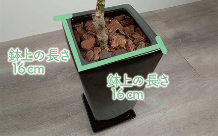 2026年9月上旬～発送 観葉植物 ラブリィハート 60cm～80cm【農林水産省 品種登録】T&P 055-1496 観葉植物
