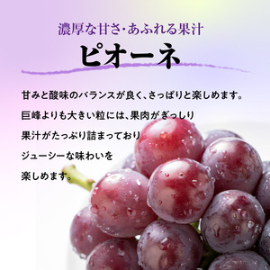 《先行受付》贈答規格 大粒ピオーネ 3～4房 約2kg【2026年9月中旬頃～発送予定】【山形ぶどう・大江町産・小林葡萄園】 024-002