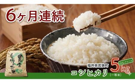 コシヒカリ 6ヶ月連続 令和8年産 一等 5kg コシヒカリ