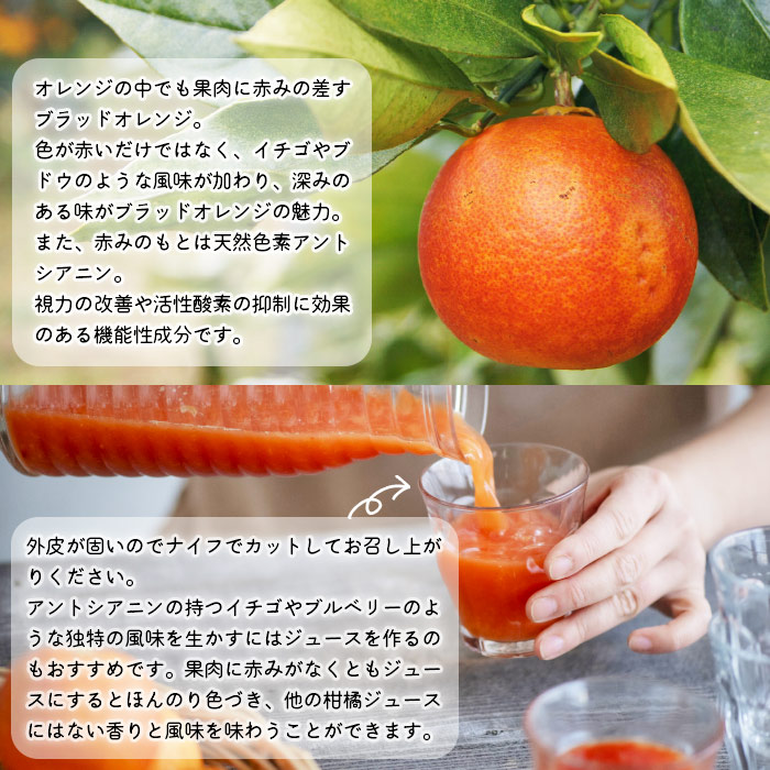 【先行予約】＜無茶々園のブラッドオレンジ 約3kg＞ フルーツ 果物 みかん ミカン 蜜柑 柑橘 期間限定 季節限定 無茶々園 食べて応援 特産品 愛媛県 西予市