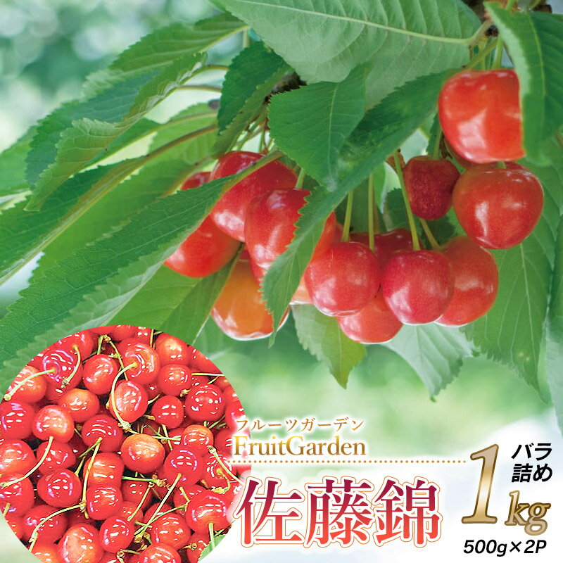 【ふるさと納税】【令和7年産 先行予約】さくらんぼ 佐藤錦 L～2Lサイズ バラ詰め1kg（500g×2）　山形県鶴岡産