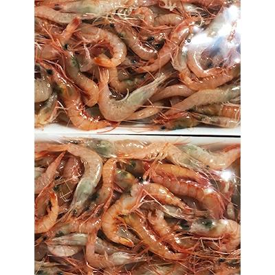 ふるさと納税 八幡浜市 竹中水産の地海老(八幡浜産)約1キロ!【C22-269】 |  | 01